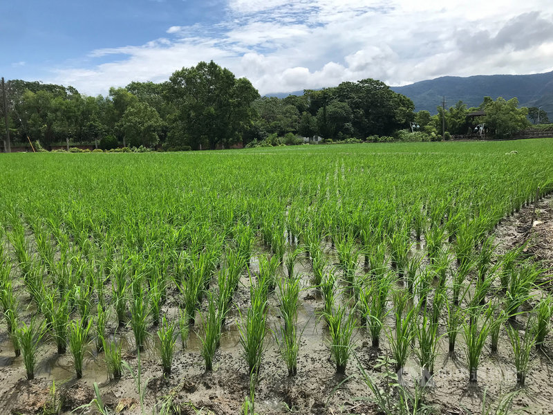 日前豪大雨使河水暴漲，沖毀台東灌溉水圳取水口，農民憂心再沒水過兩天田地就會長雜草。農委會農田水利署台東管理處預估15日池上、關山及鹿野等地區都可以進水。中央社記者盧太城台東攝 110年8月12日