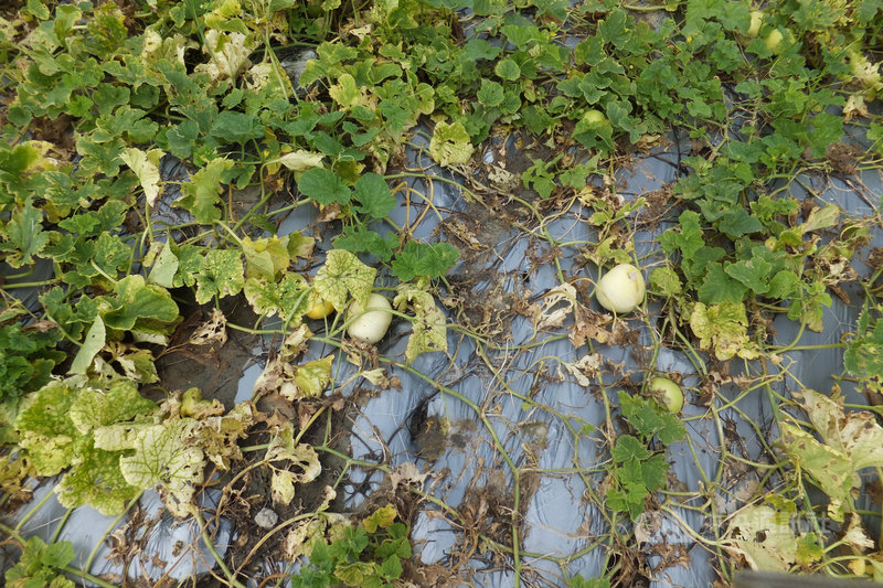 台南雨災農損大部分作物申請救助免勘災 地方 中央社cna