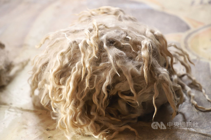 馬海毛（mohair）是對安哥拉山羊被毛的專稱，為舉世最高級動物紡織纖維原料之一。圖為剛從安哥拉山羊身上剪下的馬海毛，攝於4月16日。中央社記者何宏儒安卡拉攝   110年8月12日