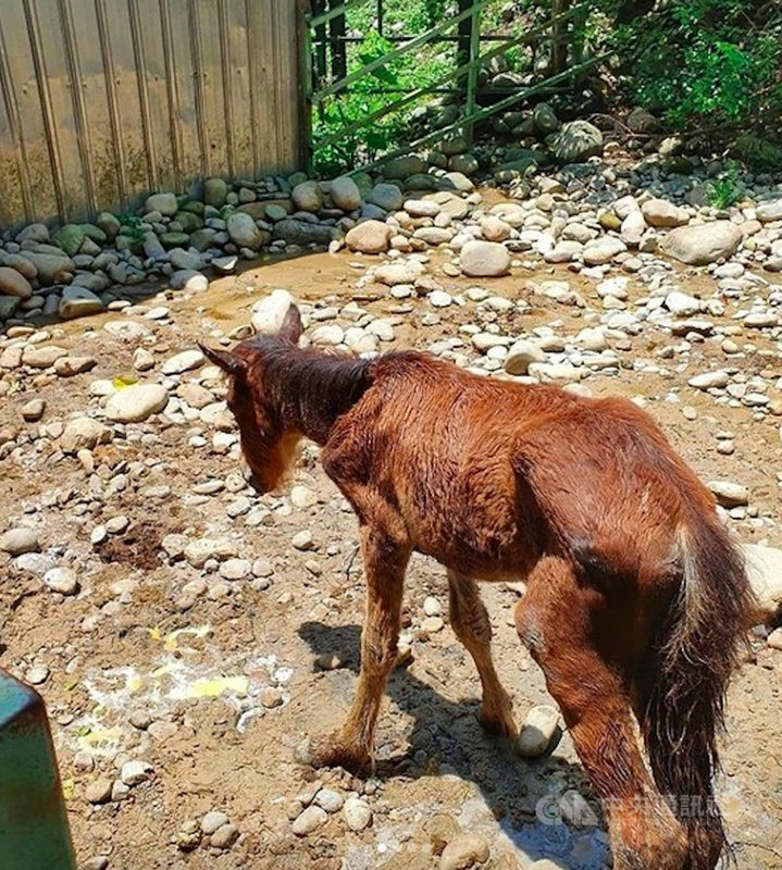 台灣動物社會研究會等動保團體12日質疑無動物展演許可的春天農場虐待馬匹,並表示11日前往了解時,現場僅剩4匹成馬、1匹幼馬,民眾日前拍攝到倒地不起的幼馬雖能站起卻渾身是傷,其他成馬也是體態削瘦,肋骨清晰可見。(台灣防止虐待動物協會提供)中央社記者楊淑閔傳真 110年8月12日