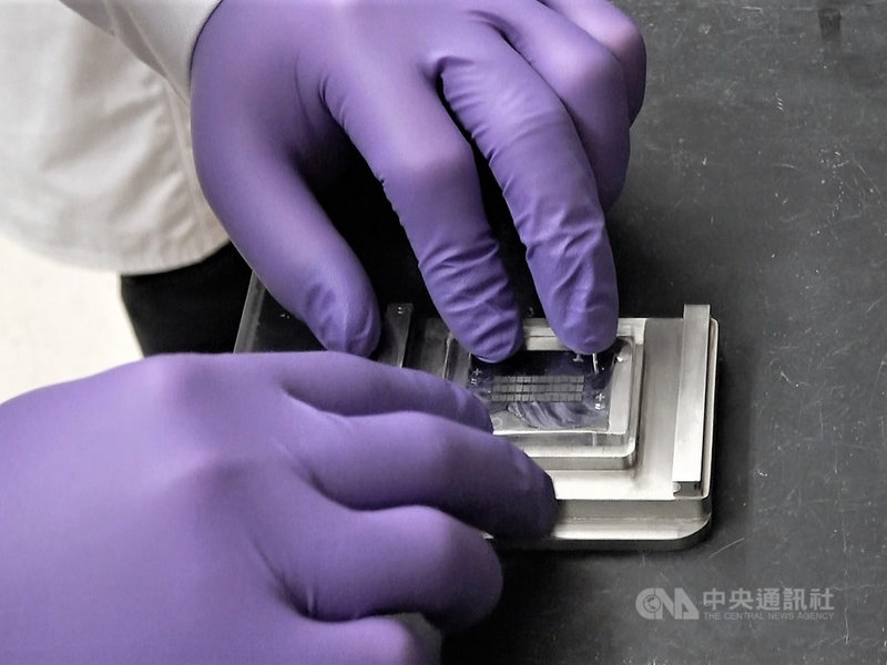 加州大學洛杉磯分校醫學院分子藥理系教授、加州奈米系統研究所學者曾憲榮研發出的奈米魔鬼氈晶片,大小如同一枚郵票。中央社記者林宏翰洛杉磯攝 110年8月13日