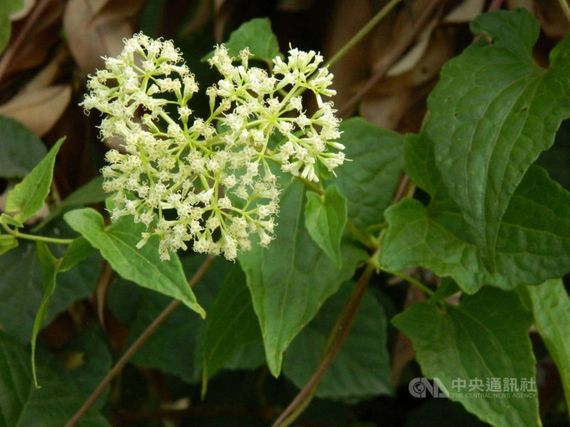 根治野外 綠癌 小花蔓澤蘭防治月起跑 生活 中央社cna
