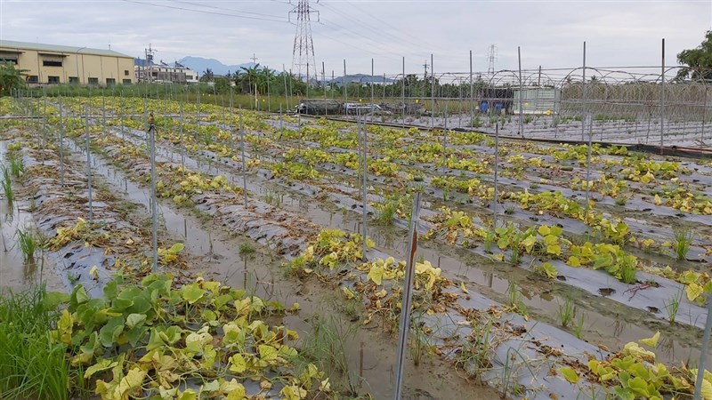 農委會15日統計8月上旬豪雨農損,估計總損失金額新台幣5億7684萬元,以嘉義縣最嚴重,高雄、南投損失也超過1億元。(高雄市農業局提供)