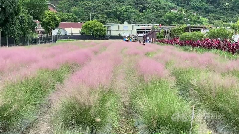 南投縣等部分縣市有業者種植粉黛亂子草,收費供遊客進入拍照參觀,成為熱門景點;南投縣政府表示,農委會防檢局將粉黛亂子草增列至雜草類有害生物清單,將配合中央防疫規定,輔導業者近期盡量移除。(民眾提供)中央社記者蕭博陽南投傳真 110年8月15日