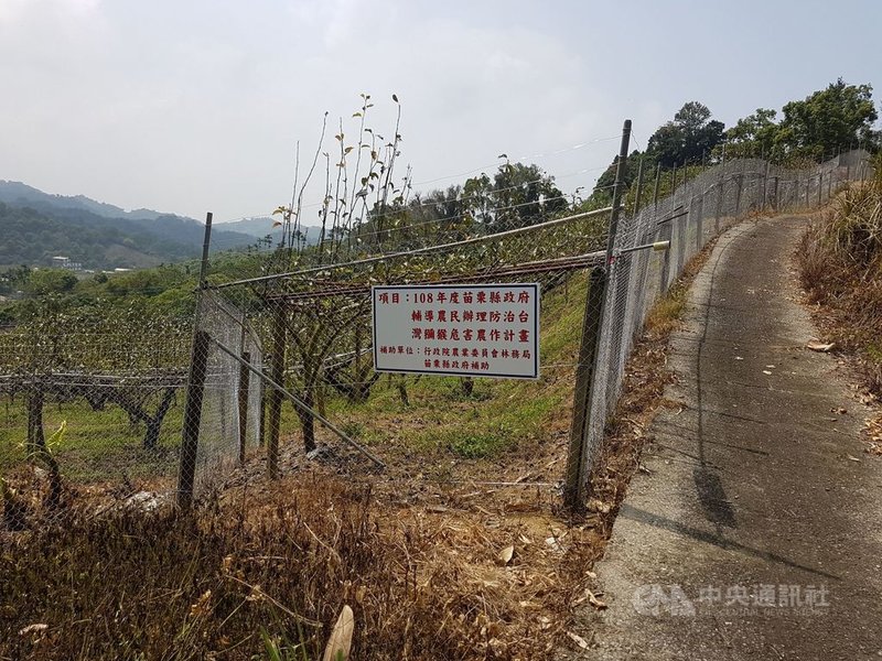苗栗縣政府農業處16日表示,獼猴危害近幾年不斷發生,從冬季的柑橘、柚子和筍子,到現在是盛產期的龍眼,呼籲農民可申請補助架設電圍網,降低損失。(苗栗縣政府提供)中央社記者管瑞平傳真 110年8月16日