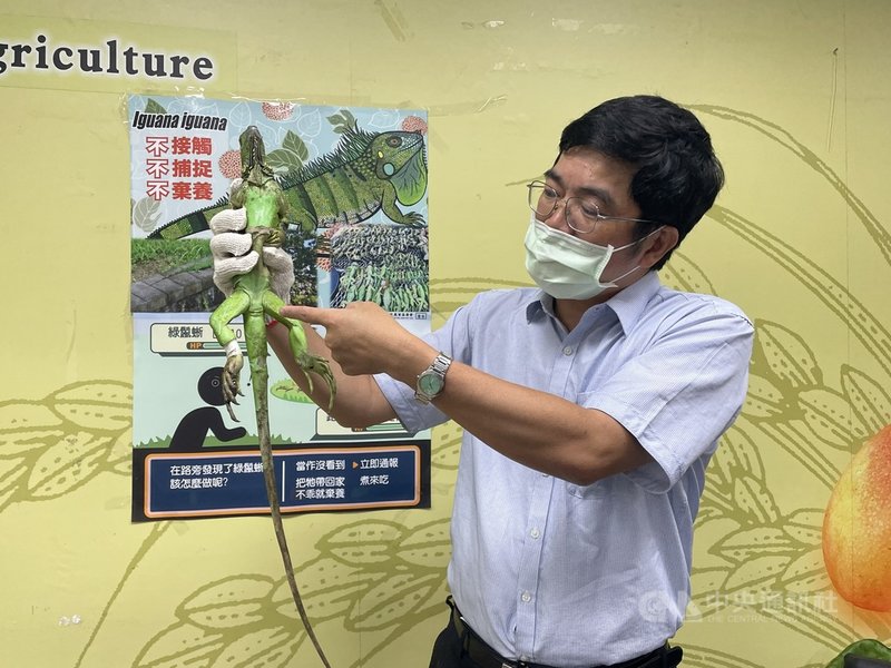 綠鬣蜥形成本土生態隱憂,台南市政府農業局16日指出,今年1月至7月已在台南捕獲1345隻綠鬣蜥。(台南市政府提供)中央社記者張榮祥台南傳真 110年8月16日