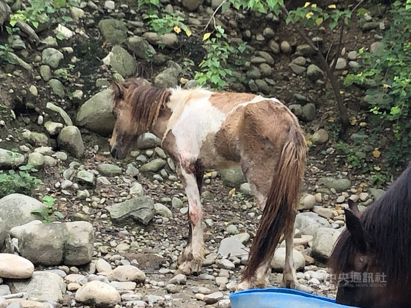 台灣防止虐待動物協會、台灣動物社會研究會日前揭露非法展演場所春天農場疑虐馬，造成2匹幼馬死亡。桃園市政府發文稱已展開調查。（台灣防止虐待動物協會提供）中央社記者楊淑閔傳真　110年8月17日