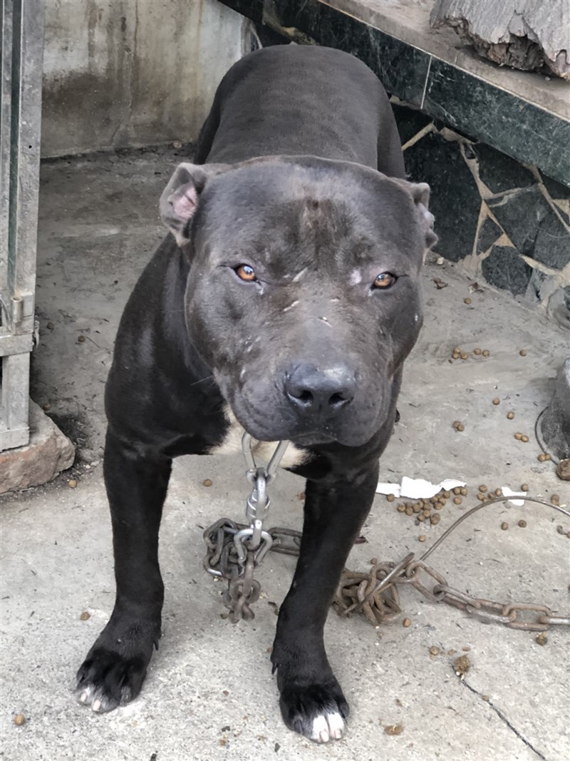 比特犬傷人或傷害犬隻事件時有耳聞,經濟部國際貿易局17日預告修正「限制輸入貨品表」,將比特犬列為「管制輸入」,且不得從中國大陸進口。(台東馬偕醫院提供)