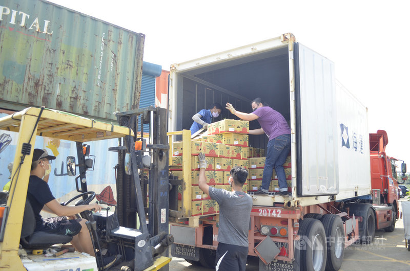 台灣近日正式申請加入CPTPP,行政院長蘇貞昌24日受訪時表示,政府不會以任何交換條件做申請的前提。圖為台灣鳳梨裝櫃外銷。(中央社檔案照片)