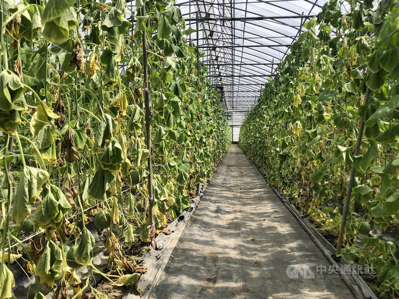 8月豪雨嘉義縣農業災損全國第一,太保市謝姓農民20日指出,這次天災露天種植的農作,除水稻受損相對較輕外,其餘都很嚴重;他自己雖種植網室瓜類,但也很慘,淹到水的除發生裂果,植株也枯萎。(謝姓農民提供)中央社記者蔡智明傳真 110年8月20日