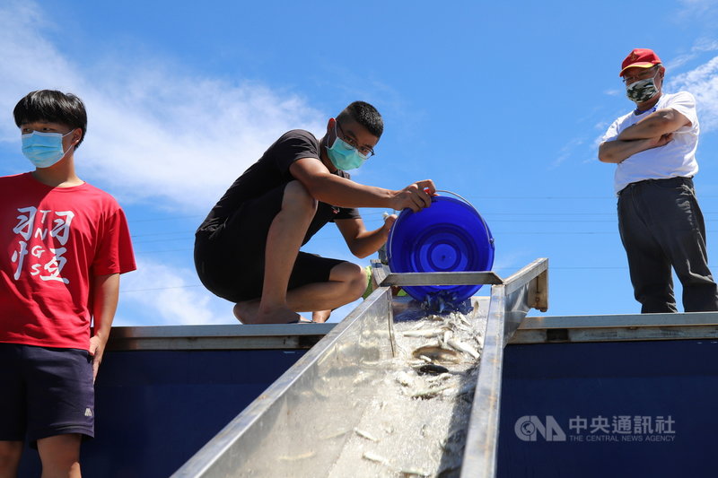 嘉義東石、布袋漁民與嘉義縣市當鋪同業公會共同發起魚苗放流活動,20日在布袋漁港放流10萬尾午仔魚、黃錫鯛魚苗。中央社記者蔡智明攝 110年8月20日