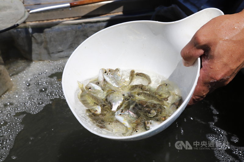 嘉義東石、布袋漁民等20日在布袋漁港放流10萬尾午仔魚、黃錫鯛魚苗,除增裕漁業資源,也增加白海豚食物來源。中央社記者蔡智明攝 110年8月20日