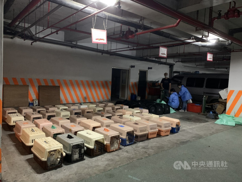 海巡署破獲不法私梟走私未檢疫品種貓,發現62籠寵物攜帶箱,每籠分裝2至6隻大小不等的名貴貓,數量近250隻,包含俄羅斯藍貓、布偶貓、波斯貓、美國短毛貓、英國短毛貓等各式名貴貓種,價值高達新台幣1000萬元。(海巡署提供)中央社記者侯文婷傳真 110年8月21日