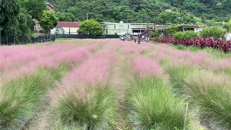 南投集集有業者栽種粉黛亂子草,一片粉紅景色吸引民眾打卡;農委會22日表示,粉黛亂子草屬外來入侵草種,名列雜草類有害生物清單,已令業者儘快移除。(民眾提供)