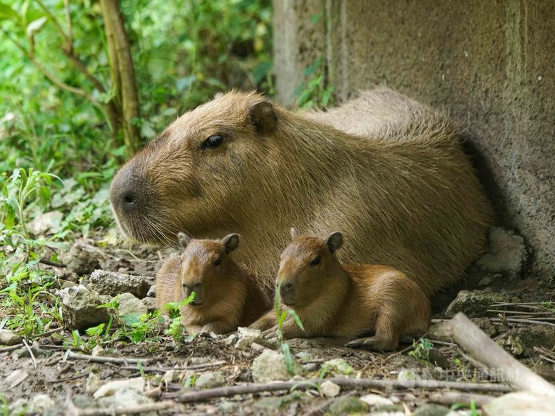 台北市立動物園水豚「妹妹」在7月30日產下2隻寶寶,動物園表示,「妹妹」雖然是首度當媽,但母性堅強,將寶寶照顧得無微不至。(台北市立動物園提供)中央社記者陳昱婷傳真 110年8月23日