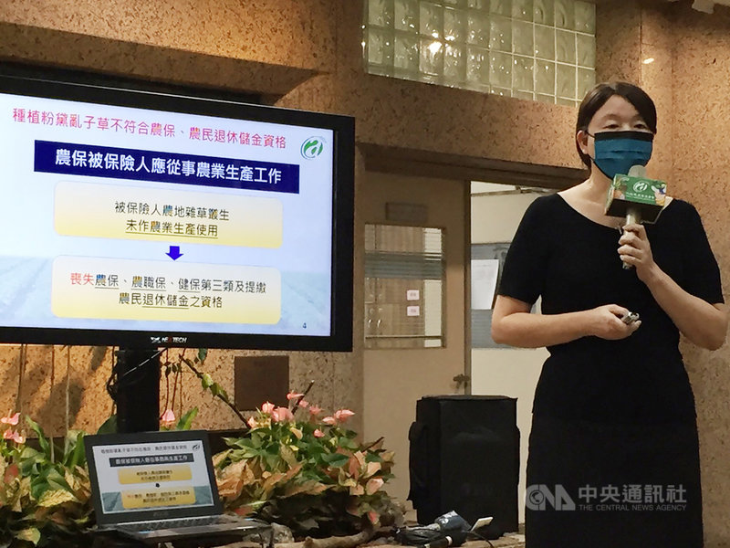 針對南投縣集集鎮有業者栽種外來的粉黛亂子草,農委會主秘范美玲表示,繼農委會4度行文呼籲查處,23日接獲南投縣府回覆1週內會請業者移除,否則開罰。中央社記者楊淑閔攝 110年8月23日