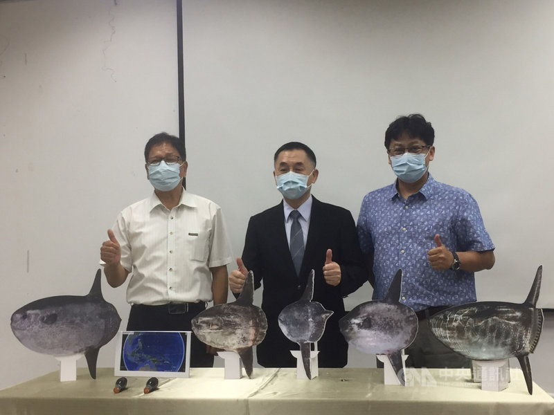 農委會水產試驗所24日表示,近5年研究曼波魚取得洄游路徑溫度、深度與位置、光照等訊息,將提供全球進一步認識曼波魚生態特性,已投稿到國際期刊「科學報告(Scientific Reports)」,預計今年底前刊出。中央社記者楊淑閔攝 110年8月24日