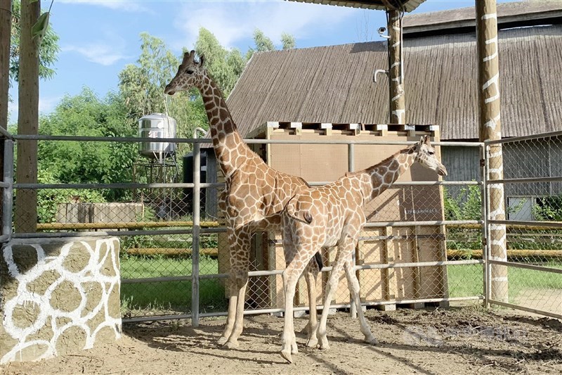 頑皮世界野生動物園自非洲引進18隻長頸鹿等野生動物計畫,在經過多次與動保團體溝通後,認為與「長頸鹿復育基地」初衷不同,終止引進計畫。圖為2019年新引進的兩隻長頸鹿。(中央社檔案照片)