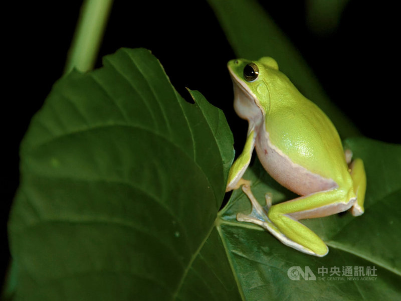 林務局嘉義林管處指出,諸羅樹蛙為台灣特有種兩棲類,農委會公告為二級珍貴稀有保育類野生動物,主要棲息在雲林古坑、嘉義大林一帶的竹林、次生林等地,以竹林占比最高,因最早在嘉義發現,而以嘉義古地名「諸羅」命名。(中正大學提供)中央社記者蔡智明傳真 110年8月25日
