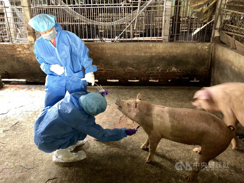 防堵非洲豬瘟,高雄市農業局人員前往轄內養豬場進行豬隻健康訪視,也加強稽查曾使用廚餘餵飼的養豬場。。(高雄市農業局提供)中央社記者蔡孟妤傳真 110年8月26日