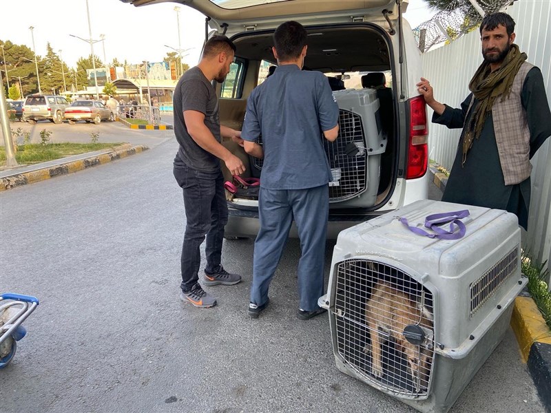 一家由英國人在阿富汗所設動物收容所的200隻貓狗，將獲准搭乘包機撤離喀布爾。（圖取自twitter.com/Nowzad）