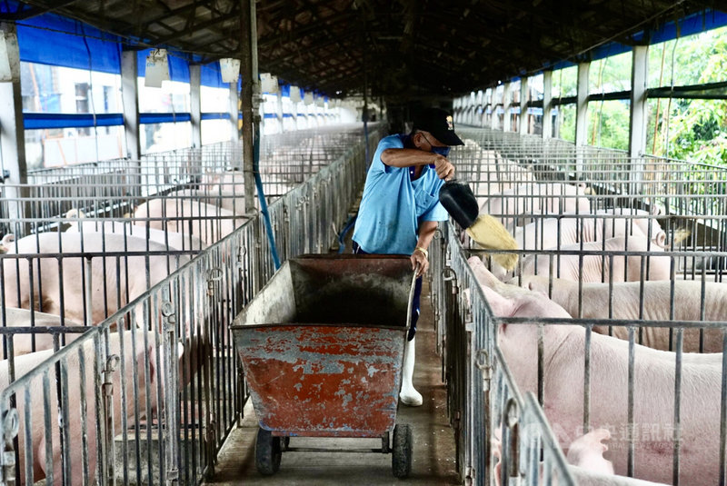 非洲豬瘟中央災害應變中心宣布,為了要全面守住全國養豬場防線,8月30日起廚餘停止進入養豬場,9月1日至30日養豬場全面暫停使用廚餘養豬。圖為高雄養豬業者使用飼料飼養豬群。中央社記者董俊志攝 110年8月27日