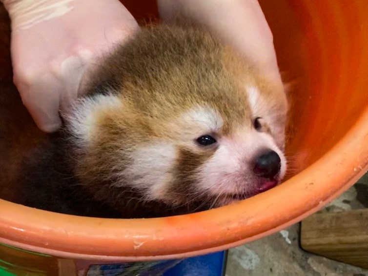 北市動物園表示，溫帶動物區的小貓熊「美可」7月6日產下一子。圖為保育員為小貓熊寶寶秤量體重。（台北市立動物園提供）