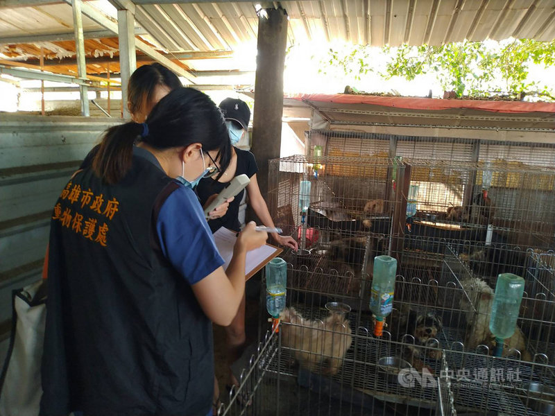 走私貓追查林姓寵物業者養殖場犬隻都合法 社會 中央社cna