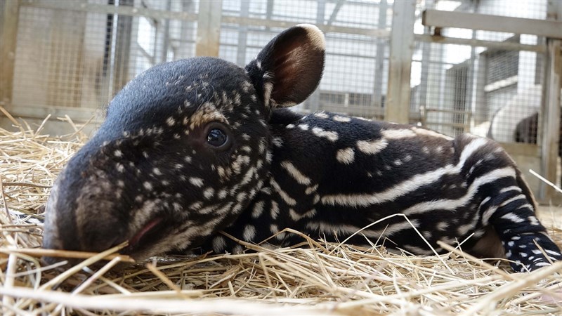 來自捷克的馬來貘「貘克」與北市動物園「貘莉」交配產下1女,動物園徵名活動31日將開始正式投票。(台北市立動物園提供)