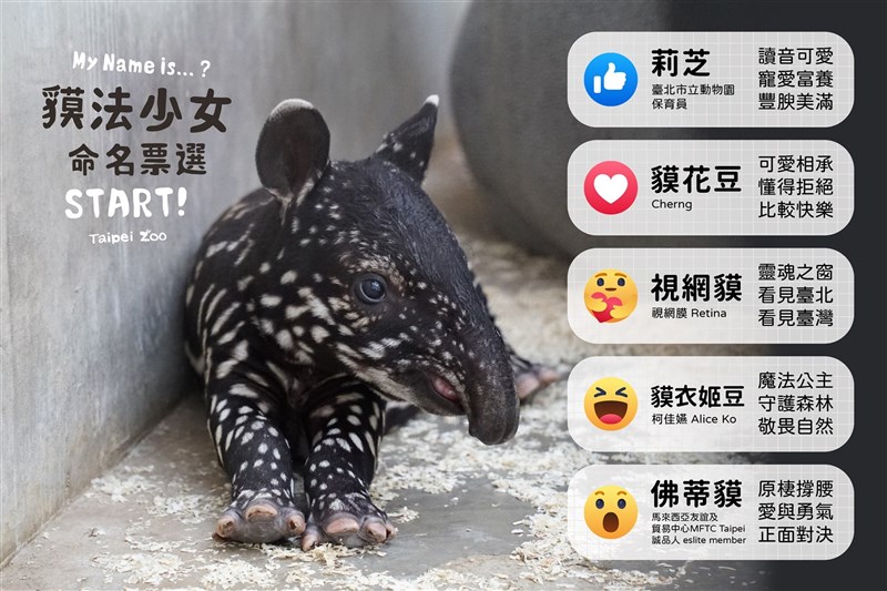 動物園舉辦「#貘法少女待命名」徵名活動投票至9月3日,結果預計9月4日公布。(圖取自facebook.com/TaipeiZoo)