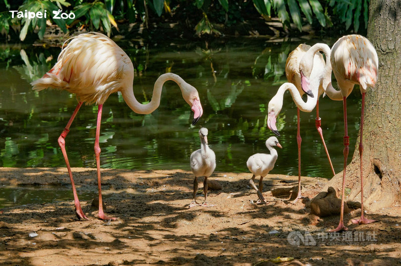 台北市立動物園1日表示，住在鳥園水禽區的大紅鶴每年7、8月為繁殖旺季，今年卻因極端氣候出現強降雨，讓築巢地點遭沖毀，影響繁殖計畫，幸仍有6對大紅鶴順利產蛋，2對正在照養雛鳥。（動物園提供）中央社記者劉建邦傳真 110年9月1日