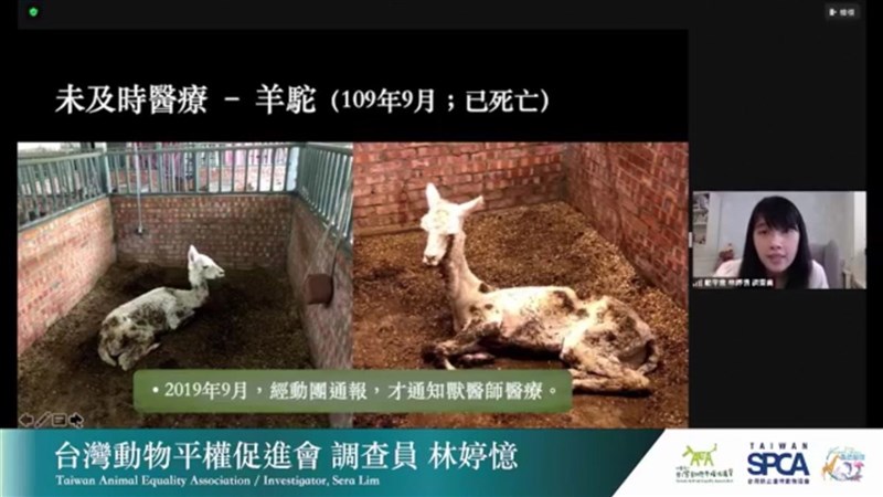 台灣防止虐待動物協會等動保團體指出,109年初接獲民眾通報高雄小港淨園農場虐待動物,迄今30項改善項目多未完成,且死2隻羊駝,呼籲市府列管加強執法。(截自視訊記者會畫面)中央社記者楊淑閔傳真 110年9月2日