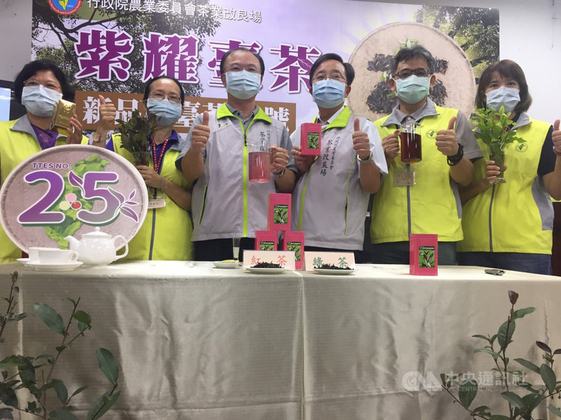 農委會茶業改良場3日發表新品種台茶25號,為台灣茶被命名的首款紫芽茶樹,製成綠茶的兒茶素多,製成紅茶則有茶黃質、茶紅質,都是多元酚類,對人體有抗氧化、減少自由基生成的好處。中央社記者楊淑閔攝 110年9月3日