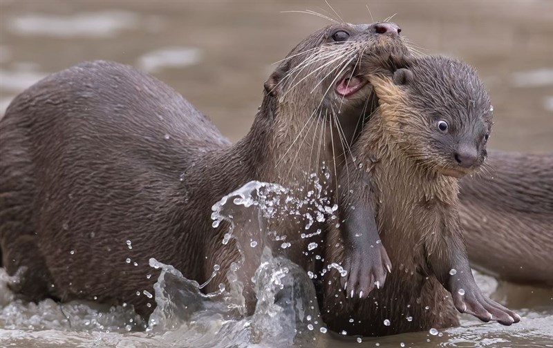 水獺媽媽叼著寶寶的景象入圍搞笑野生動物攝影獎。(圖取自instagram.com/comedywildlifephoto)