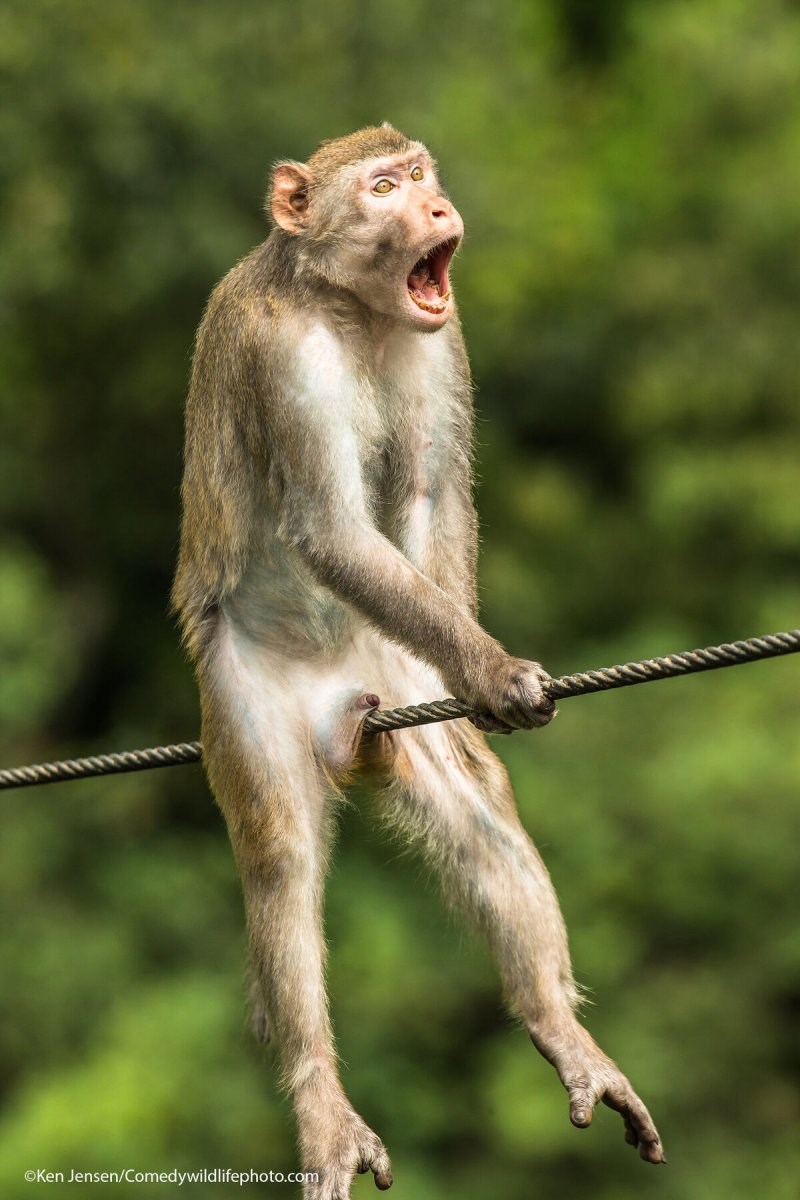 本屆搞笑野生動物攝影獎收到來自全球各地超過7000幅作品,在繩索上「卡蛋」、表情驚恐的猴子入圍最終名單。(圖取自搞笑野生動物攝影獎網頁comedywildlifephoto.com)