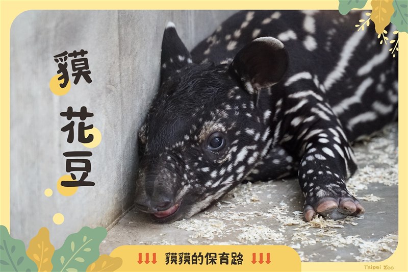 貘花豆 勝出動物園馬來貘寶寶新名出爐 生活 重點新聞 中央社cna