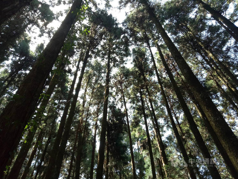 嘉義林管處12萬公頃國有林獲fsc驗證邁新里程碑 生活 中央社cna