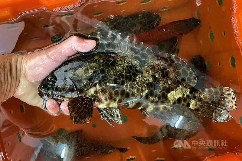 澎湖陳姓漁民6日在湖西沿岸珊瑚礁區,意外釣起一尾少見有近斤重、又名過魚的「老過」玳瑁石斑魚。中央社 110年9月6日