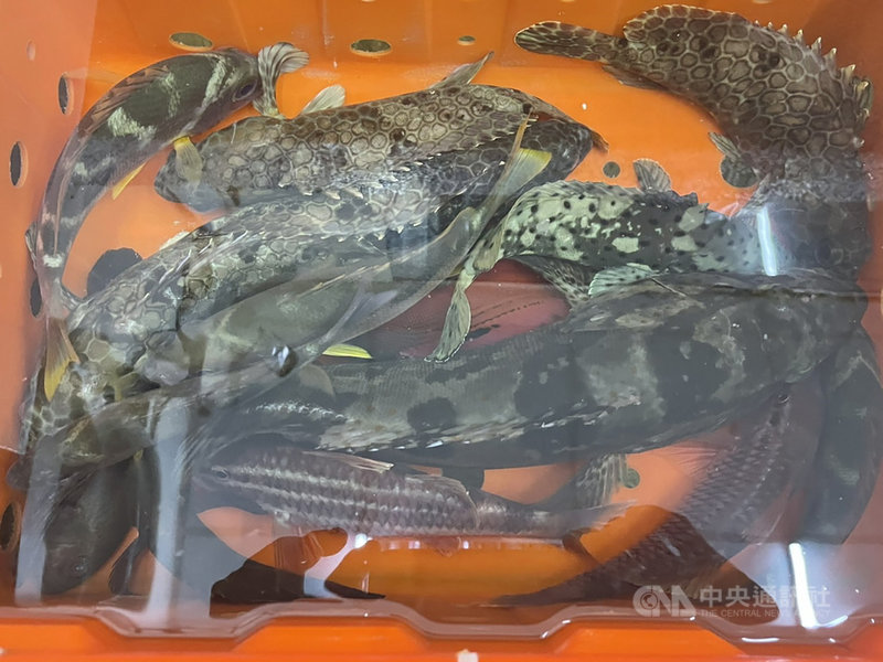澎湖一支釣陳姓釣客繼6日釣起一尾大型玳瑁石斑,7日又在澎湖馬公西衛沿岸珊瑚礁區釣起一尾近2斤重的馬拉巴石斑,他說,沒想到一連2天都釣到好貨色,十分幸運。中央社 110年9月7日