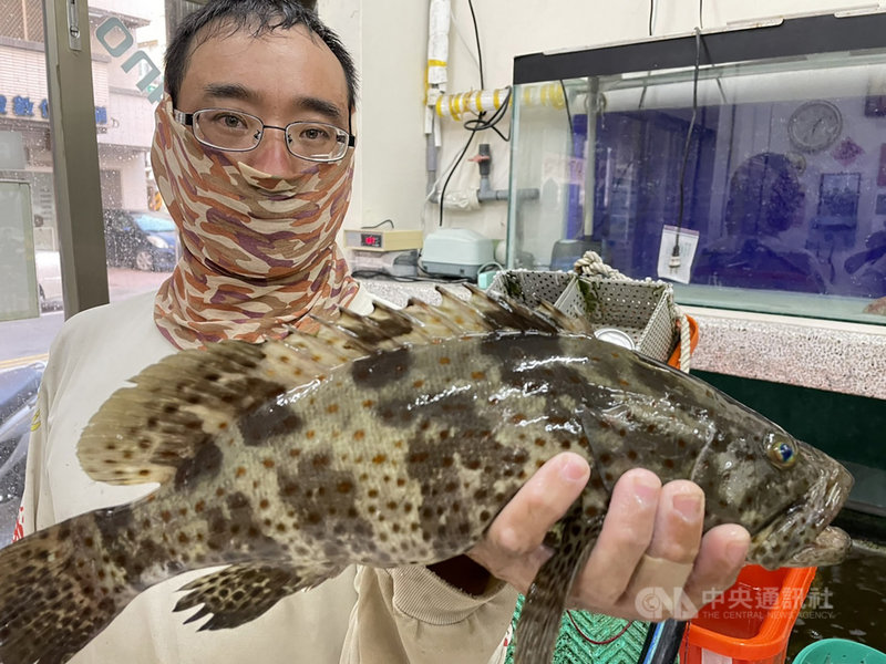 澎湖30多歲陳姓釣客6日在海水退潮之際,在湖西珊瑚礁區海域,意外釣起一尾少見超大的玳瑁石斑;7日下午又是近黃昏在馬公西衛珊瑚礁區,釣到在地所稱的「厲麻」、重達近2斤的馬拉巴石斑(前),讓他直呼幸運。中央社 110年9月7日