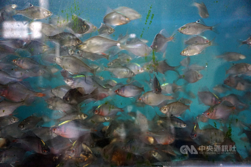 金門縣野生動物救援暨保育協會理事長陳光耀關注其他原生魚種保育工作,在金門消失20多年的「高體鰟鮍」,也被眼尖的他在野外逮個正著,帶回保種。中央社記者黃慧敏攝 110年9月7日