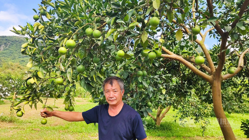 颱風璨樹逼近,氣象局預估11、12日是颱風最接近的時候,但台東地區香丁、臍橙等果實已經長大,又尚未到採收期,農民9日到田裡也只能看著果園,稍微做些排水措施,果實無法實施防颱措施,只能聽天由命。圖為果農與結實纍纍的香丁樹合影。中央社記者盧太城台東攝 110年9月9日