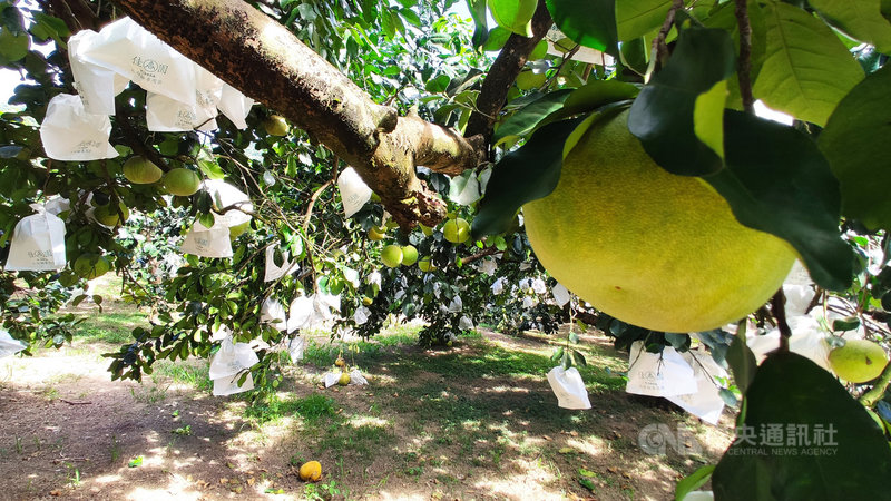 颱風璨樹持續逼近,在台東地區同時種植白柚、香丁、臍橙的北源村長李重民說,白柚還要過幾天才能採收,每顆都像剛出生嬰兒的頭一般大,經不起風吹雨打,颱風如果真的登陸,一定很慘。中央社記者盧太城台東攝 110年9月9日
