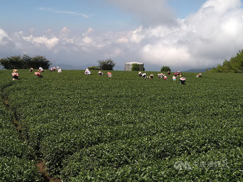 正值秋茶採收期，阿里山區頂石棹茶園中女工採茶身影構成美麗景致；茶農說，這些女工很多是越南新住民，她們手腳俐落，是製茶不可或缺重要幫手。中央社記者蔡智明攝 110年9月10日