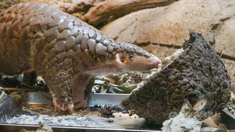台北市立動物園10日表示,穿山甲「穿胖」1997年底在園內誕生,也是園內第一隻穿山甲寶寶,牠的一生歷經台灣穿山甲保育的起步與發展,對穿山甲照養技術、保育宣傳功不可沒,8日上午以高齡23歲又9個月離世。(台北市立動物園提供)中央社記者陳怡璇傳真 110年9月10日