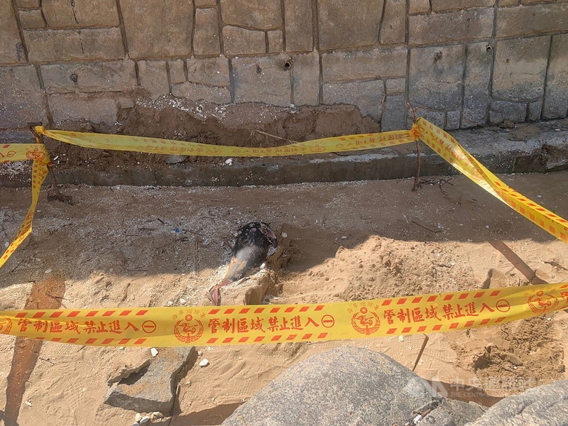 馬祖岸巡隊13日執行勤務,在北竿芹壁灘岸發現1隻死亡海豚,立即管制現場並通報相關單位處理。(海巡署金馬澎分署提供)中央社記者邱筠馬祖傳真 110年9月13日