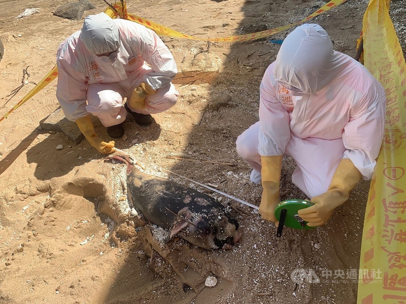 馬祖岸巡隊13日執行勤務,在北竿芹壁灘岸發現1隻死亡海豚,經連江縣產發處漁牧科研判為露脊鼠海豚,長度約97公分,寬度約29公分。(海巡署金馬澎分署提供)中央社記者邱筠馬祖傳真 110年9月13日