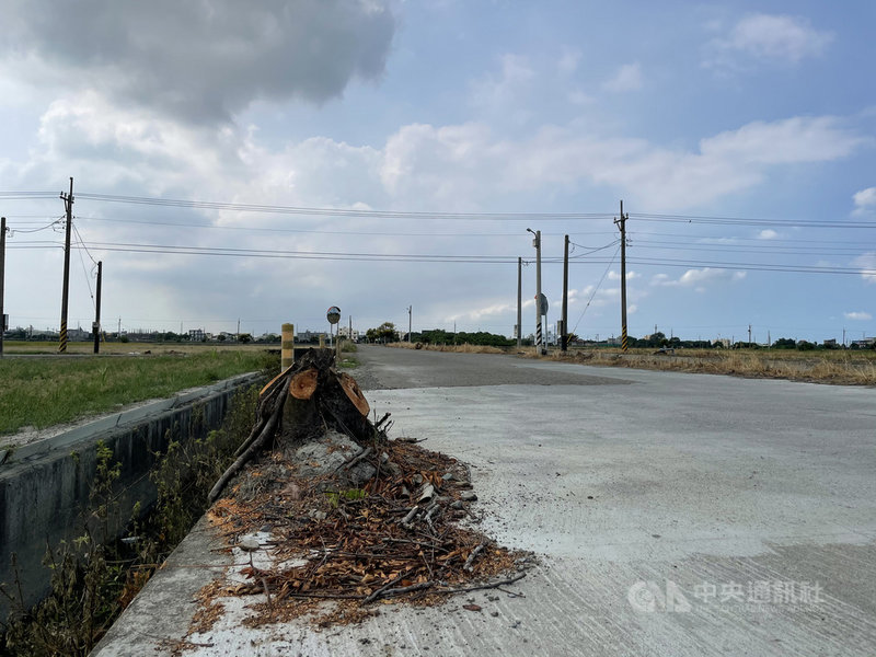 雲林縣水林鄉一名幼教師8月底開車帶3子出門,發生車禍導致2子死亡,警方勘驗事發地點後指出,路口附近有一棵樹可能影響交通視線,已先適度修剪。中央社記者姜宜菁攝 110年9月14日