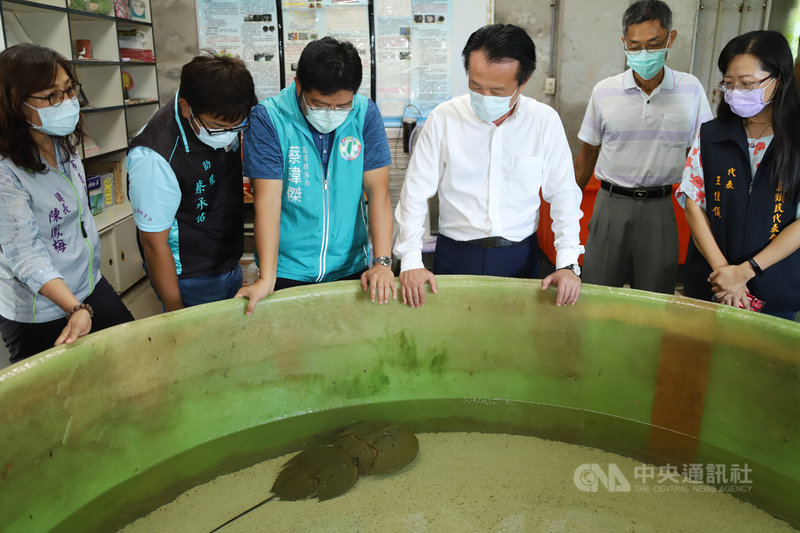 嘉義縣政府委託嘉義縣生態保育協會,在布袋進行三棘鱟棲地調查及復育工作,近日成功孵化600多隻鱟寶寶,縣長翁章梁(右3)14日前往視察表示,鱟生態保育館已完成細部設計,預計年底前招標動工。(嘉義縣政府提供)中央社記者蔡智明傳真 110年9月14日