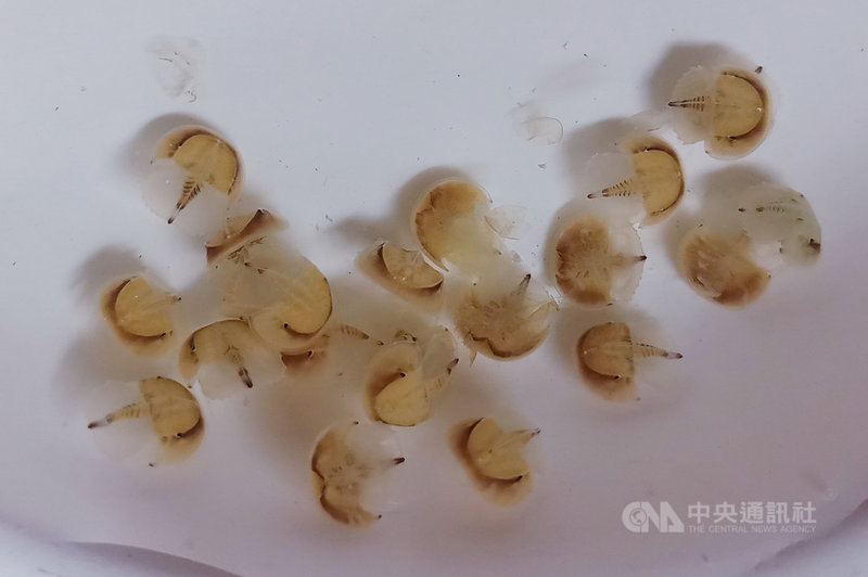 嘉義縣政府委託嘉義縣生態保育協會,在布袋進行三棘鱟棲地調查及復育工作,近日傳來喜訊,成功孵化600多隻鱟寶寶。(嘉義縣政府提供)中央社記者蔡智明傳真 110年9月14日